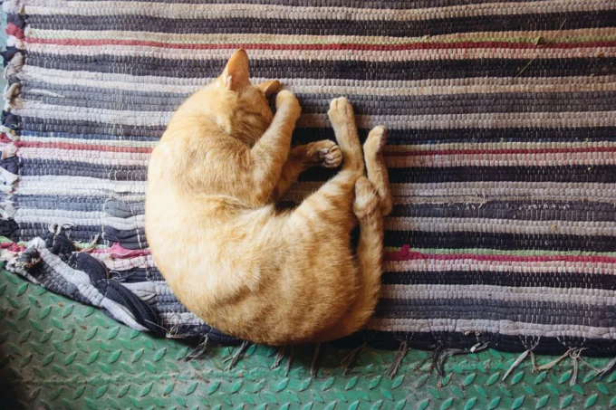 Кот