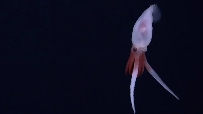 Кальмар Promachoteuthis